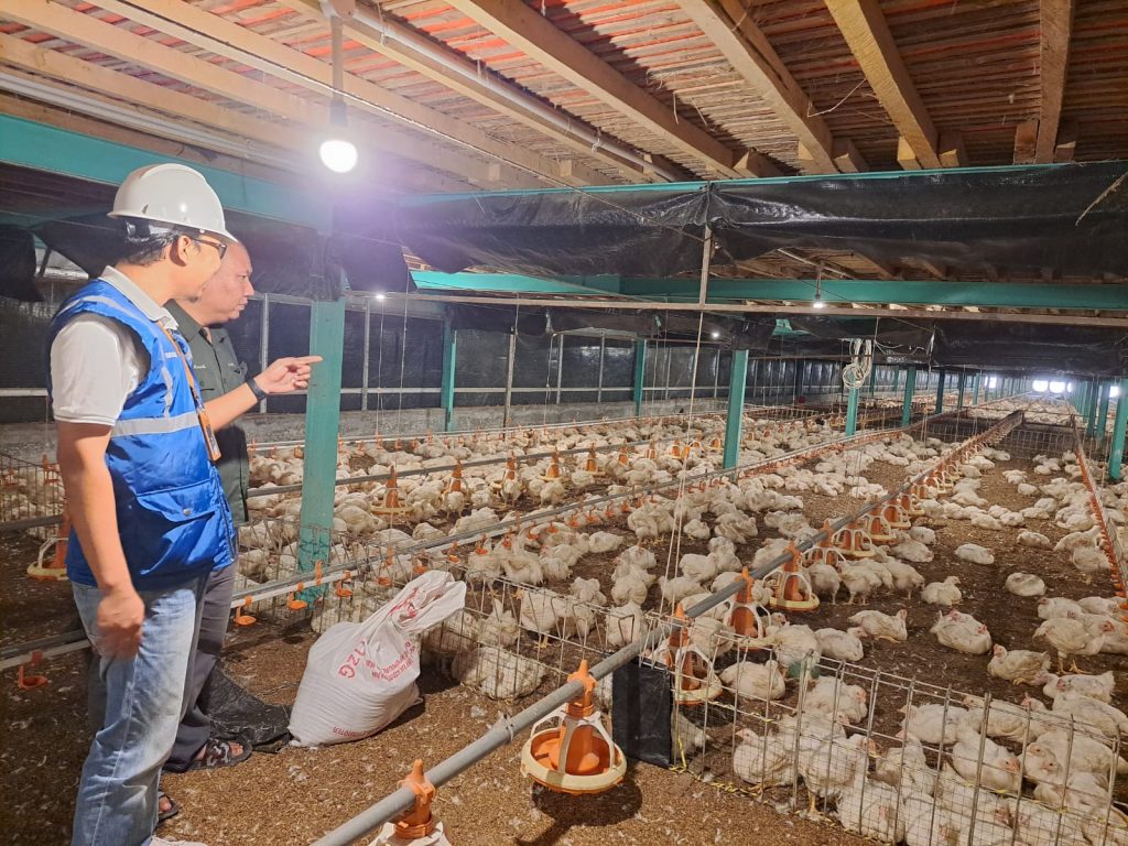 Andalkan Listrik PLN, Pembibitan Ayam di Muara Enim Makin Produktif