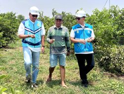 Makin Diminati Karena Tingkatkan Hasil Produksi, Program _Electrifying Agriculture_ PLN Capai 230 Ribu Pelanggan Hingga Triwulan III 2023