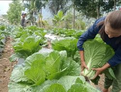 Panen Perdana, Kelompok Tani Hortikultura Poco Leok NTT Binaan PLN Raup Keuntungan Besar