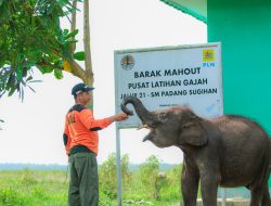 PLN Ikut Aktif Lestarikan Gajah Sumatra, Sediakan Kendaraan Patroli Hewan