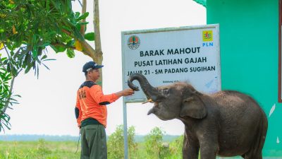 PLN Ikut Aktif Lestarikan Gajah Sumatra, Sediakan Kendaraan Patroli Hewan