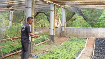 Besok! PLN Resmikan Pengembangan Ekosistem Biomassa di Tasikmalaya
