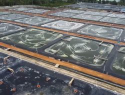 Lebih Produktif dan Efisien, Tambak Udang di Dabo Singkep Kepri Pilih Gunakan Listrik PLN