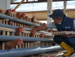 Dukung Pencegahan Stunting, PLN Berdayakan Peternak Ayam Petelur di Kabupaten Malang
