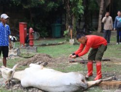 Idul Adha 1446 H, Masyarakat Sambut Bahagia Pembagian Paket Daging Kurban oleh PLN UID RKR