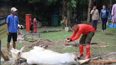 Idul Adha 1446 H, Masyarakat Sambut Bahagia Pembagian Paket Daging Kurban oleh PLN UID RKR