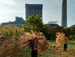 PLN Sulap Limbah Jagung Jadi Listrik, Petani Tuban Dapat Tambahan Penghasilan