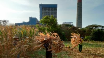 PLN Sulap Limbah Jagung Jadi Listrik, Petani Tuban Dapat Tambahan Penghasilan
