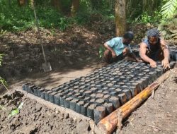 Dari Pegunungan Papua, Aroma Kopi Tiom Tembus Pasar Nasional Lewat Program PLN Peduli