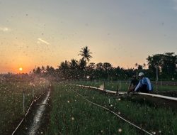Tarif Listrik Triwulan III 2026 Tetap, PLN Siap Jalankan Kebijakan Pemerintah dan Jaga Kualitas Layanan ke Masyarakat