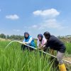 Electrifying Agriculture PLN Bantu Jaga Produktivitas Petani di Musim Kemarau