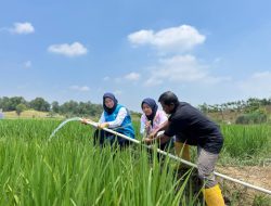 Electrifying Agriculture PLN Bantu Jaga Produktivitas Petani di Musim Kemarau