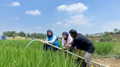 Electrifying Agriculture PLN Bantu Jaga Produktivitas Petani di Musim Kemarau
